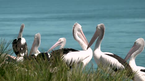 Pelicans-interacting-with-each-other-medium-shot