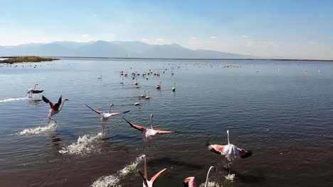 Flamingos.