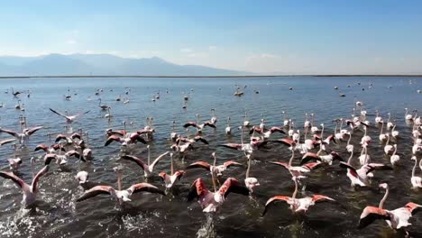 Flamingos.