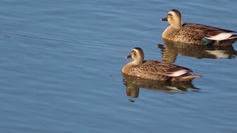 Die-Zugvögel