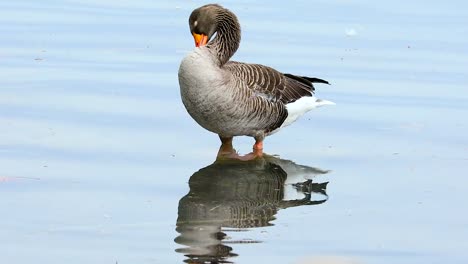 Greylag-Goose-And-His-Reflection-In-The-Water
