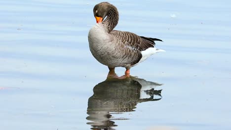 Ansar-y-su-reflejo-en-el-agua