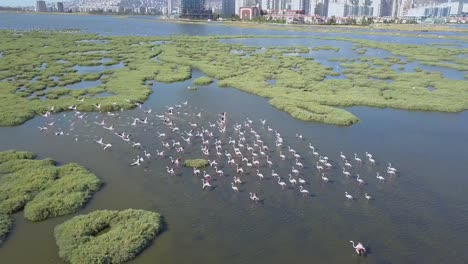 Izmir-Bucht,-Flamingo,-Drohne,-Meer