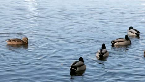 Patos-nadan-en-el-lago