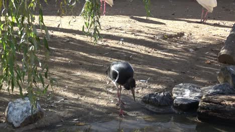 Eurasischen-Austernfischer-(Haematopus-Ostralegus)