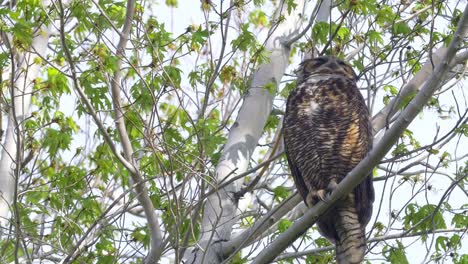 Great-Horned-Owl