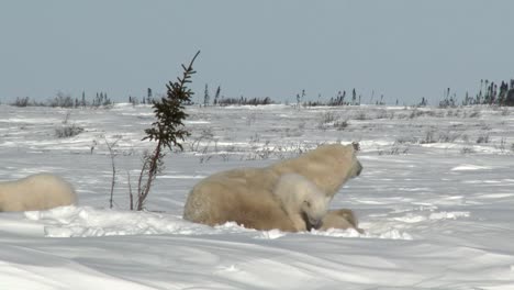 Oso-polar-madre-con-cachorros-en-lugar-de-denning