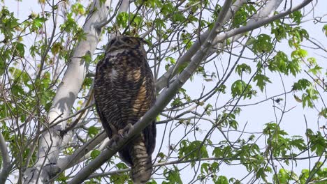 Great-Horned-Owl