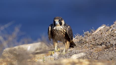 Halcón-peregrino