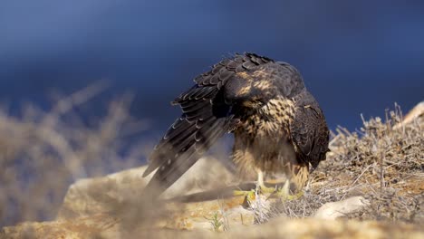 Halcón-peregrino