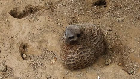 Two-meerkats-on-sandy-ground