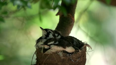 tres-bebés-de-alondra-Urraca-australiana-para-dormir-en-un-nido