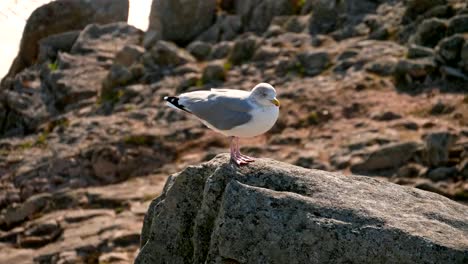 Point-du-Raz-in-Brittany,-France.-Windy-day-with-seagull-standing-on-rocks-and-watching-the-ocean's-waves-in-October-2018.