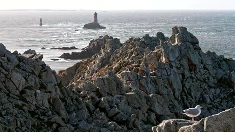 Punto-du-Raz-en-Bretaña,-Francia.-Día-ventoso-con-Gaviota-de-pie-sobre-las-rocas-y-viendo-las-olas-del-océano-en-octubre-de-2018.