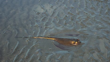 Red-stingray