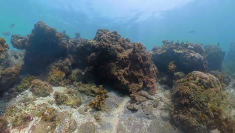 Arrecife-de-coral-y-peces-tropicales