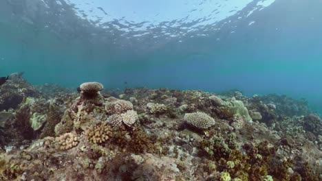 Arrecife-de-coral-y-peces-tropicales