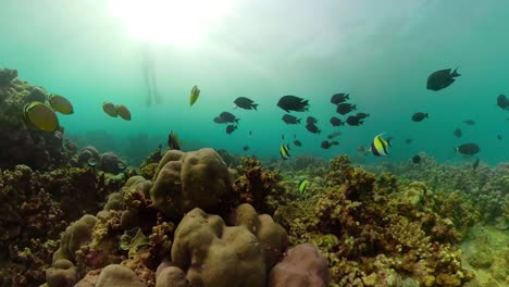 Arrecife-de-coral-y-peces-tropicales