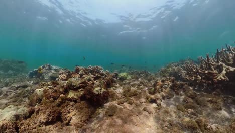 Arrecife-de-coral-y-peces-tropicales