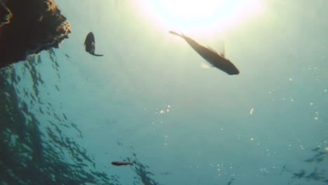 Fishes-swimming-underwater-shot-from-seabed-bottom-of-the-sea-with-sun-rays-through-clear-water.