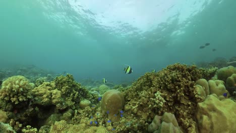 Arrecife-de-coral-y-peces-tropicales