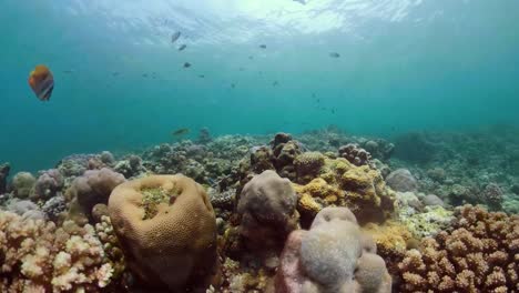 Arrecife-de-coral-y-peces-tropicales