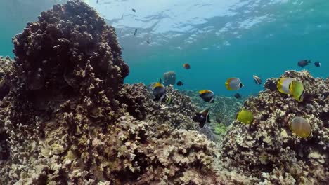 Arrecife-de-coral-y-peces-tropicales