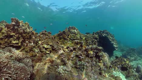 Arrecife-de-coral-y-peces-tropicales