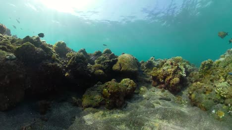 Arrecife-de-coral-y-peces-tropicales