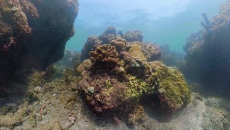 Arrecife-de-coral-y-peces-tropicales