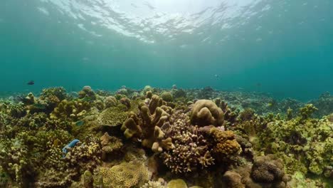 Arrecife-de-coral-y-peces-tropicales