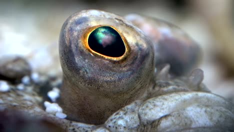 Eye-of-plaice,-flatfish,-sea-fish,-close-up