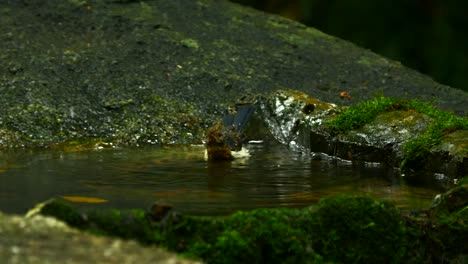 Ave-bañándose-en-el-estanque.