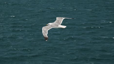 Las-gaviotas-vuelan-en-el-cielo-sobre-el-mar-desde-un-barco-en-Italia.