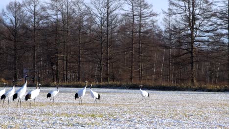 Japanese-Cranes,-Hokkaido,-Japan