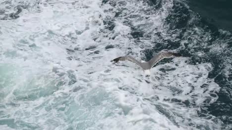 Seagulls-fly-in-the-sky-over-the-sea-from-a-ship-in-Italy.