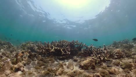 Arrecife-de-coral-y-peces-tropicales