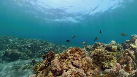 Arrecife-de-coral-y-peces-tropicales