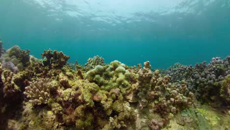 Arrecife-de-coral-y-peces-tropicales