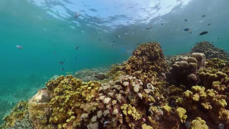 Arrecife-de-coral-y-peces-tropicales