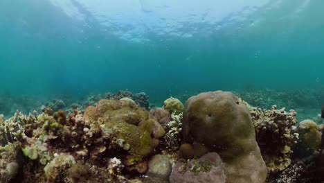 Arrecife-de-coral-y-peces-tropicales