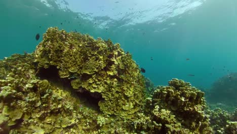 Arrecife-de-coral-y-peces-tropicales