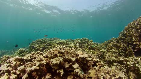 Arrecife-de-coral-y-peces-tropicales