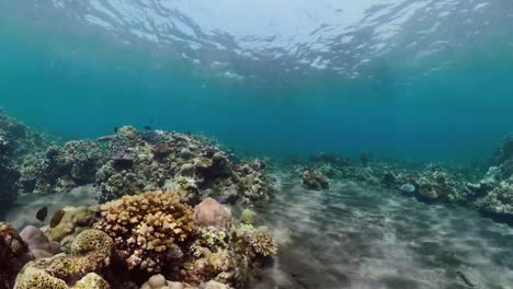 Arrecife-de-coral-y-peces-tropicales