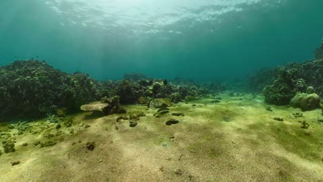 Arrecife-de-coral-y-peces-tropicales