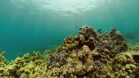 Arrecife-de-coral-y-peces-tropicales