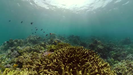 Arrecife-de-coral-y-peces-tropicales