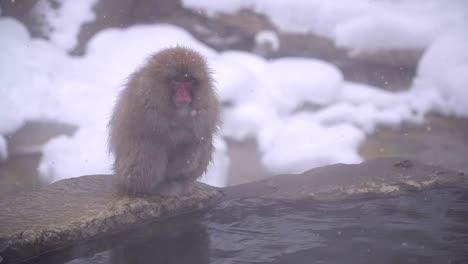 Japanese-macaque-or-snow-Japanese-monkey-with-onsen-at-snow-monkey-park-or-Jigokudani-Yaen-Koen-in-Nagano,-Japan-during-the-winter-season