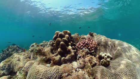 Arrecife-de-coral-y-peces-tropicales