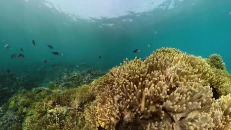 Arrecife-de-coral-y-peces-tropicales